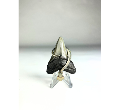 Megalodon tooth 'jewellery'  | 'Astarion'  | 4.57 cm (1,79 inch)