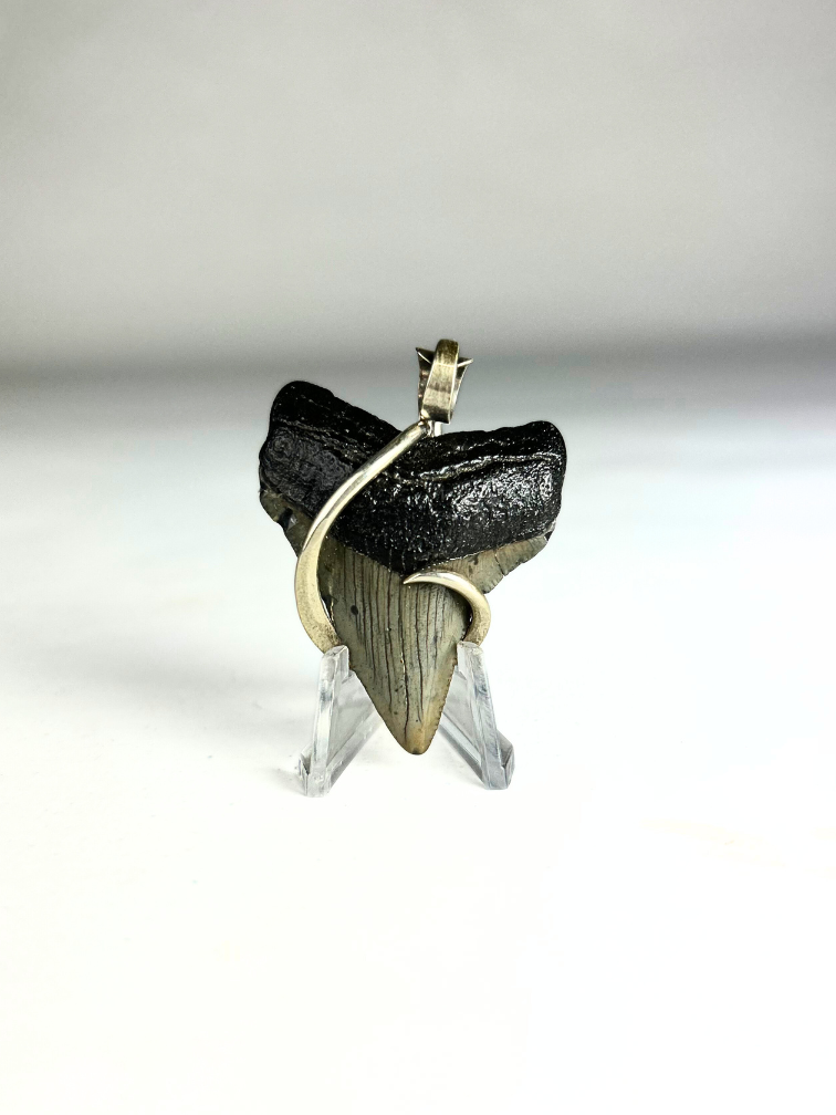 Megalodon tooth 'jewellery'  | 'Martha'  | 4.7 cm (1,85 inch)