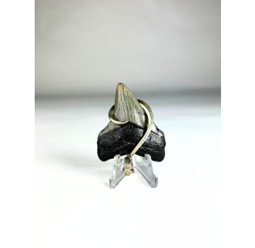 Megalodon tooth 'jewellery'   | 'Martha'  | 4.7 cm (1,85 inch)