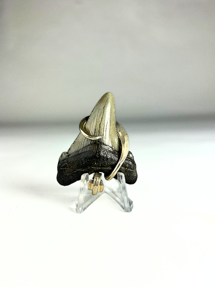 Dent de Megalodon 'bijoux'  | 'Jala'  | 4.7 cm (1,85 inch)