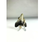 Megalodon-Zahn 'schmuck'  | 'Jala'  | 4.7 cm (1,85 inch)