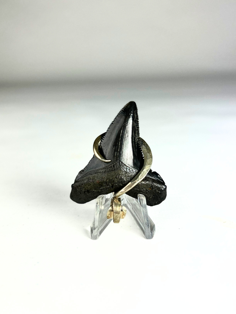 Dente di Megalodon 'gioielli'  | 'Sisi'  | 4.5 cm (1,77 inch)