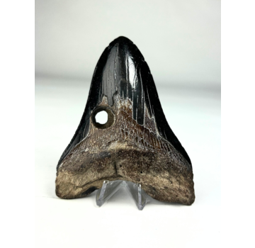 Dent de mégalodon "True Darkness" (US) - 11,6  cm