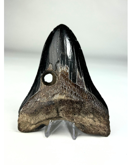 Megalodon Tand "True Darkness" (VS) - 11,6  cm