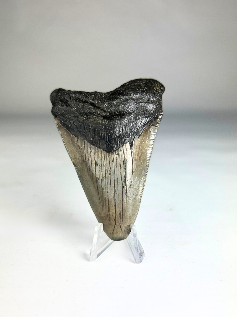 Megalodon-Zahn "Divine Divide" (US) - 8,5 cm