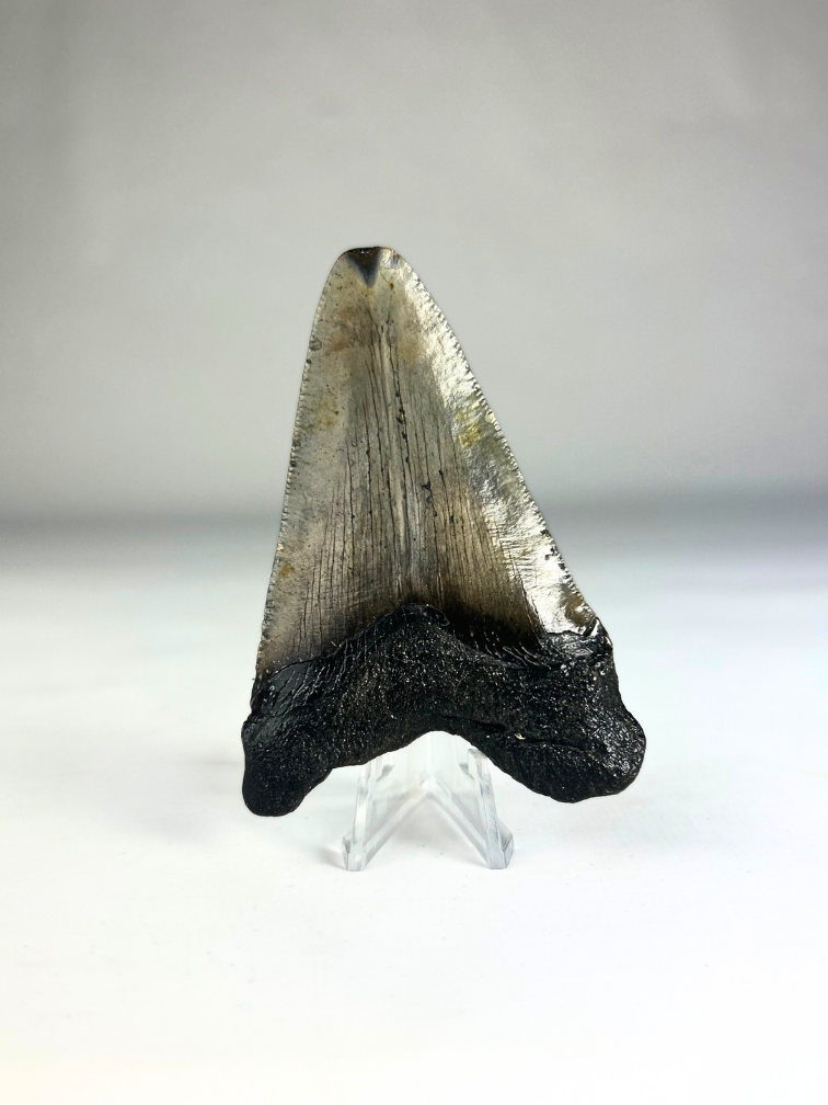 Diente de Megalodon "Divine Divide" (US) - 8,5 cm