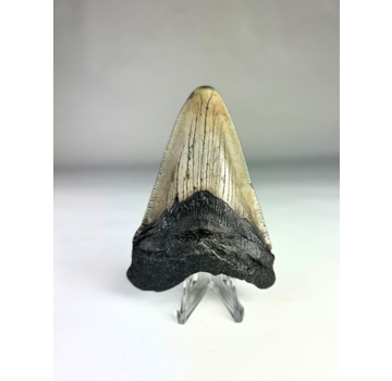 Megalodon Tooth "Divine Divide" (US) - 8.5 cm