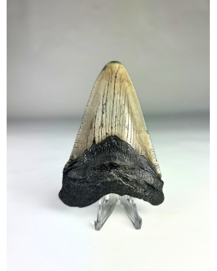 Megalodon-Zahn "Divine Divide" (US) - 8,5 cm