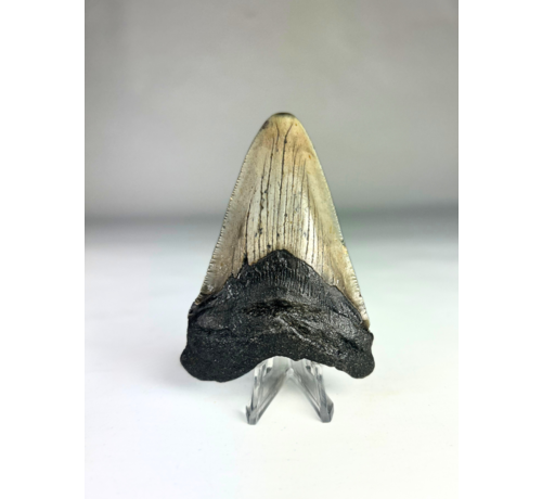 Megalodon-Zahn "Divine Divide" (US) - 8,5 cm