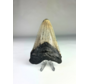 Dente di Megalodon "Divine Divide" (USA) - 8,5 cm