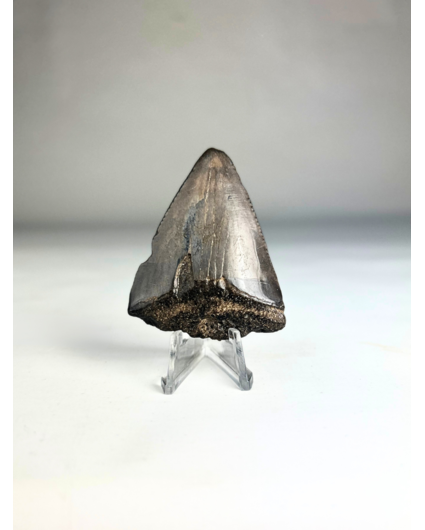 Megalodon tooth 'The Kobold' (US) - 5.2 cm (2.05 in)