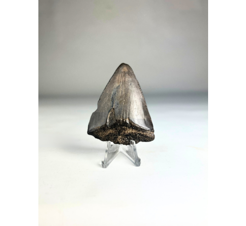 Megalodon tooth 'The Kobold' (US) - 5.2 cm (2.05 in)