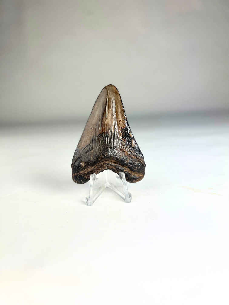 Megalodon-Zahn 'Basilisk's Venom' (US) - 6,1 cm (2,40 inch)