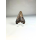 Dent de Megalodon 'Basilisk's Venom' (US) - 6,1 cm (2,40 inch)