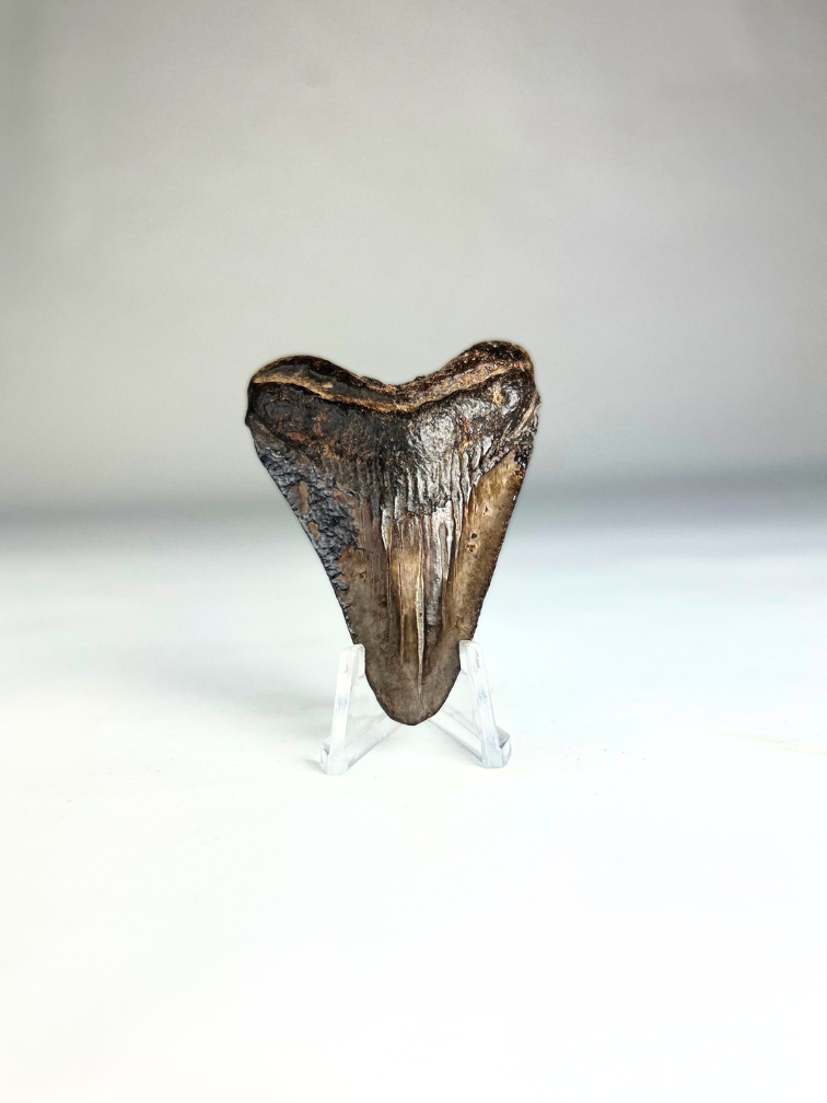 Dente di Megalodon "Basilisk's Venom" (USA) - 6,1 cm (2,40 inch)