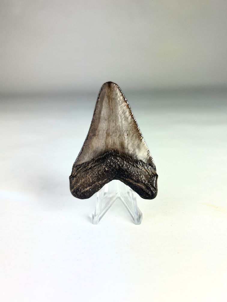 Megalodon tand 'Basilisk's Venom'  (VS) - 6,1 cm (2,40 inch)