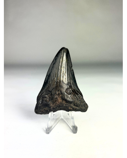 Megalodon tand 'The Hippogriff'  (VS) - 6,1 cm (2,40 inch)