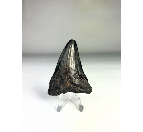 Megalodon tooth 'The Hippogriff' (USA) - 6.1 cm (2.40 in)