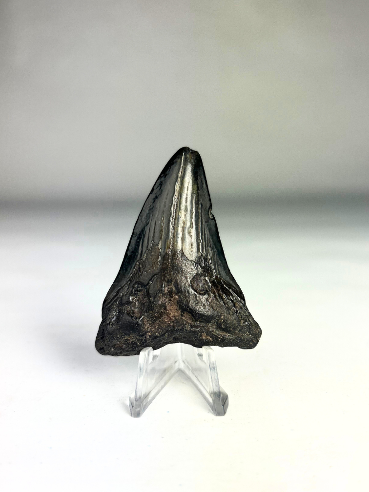 Megalodon-Zahn "The Hippogriff" (USA) - 6,1 cm (2,40 in)