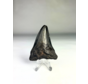 Dente di Megalodon The Hippogriff (USA) - 6,1 cm (2,40 Inch)