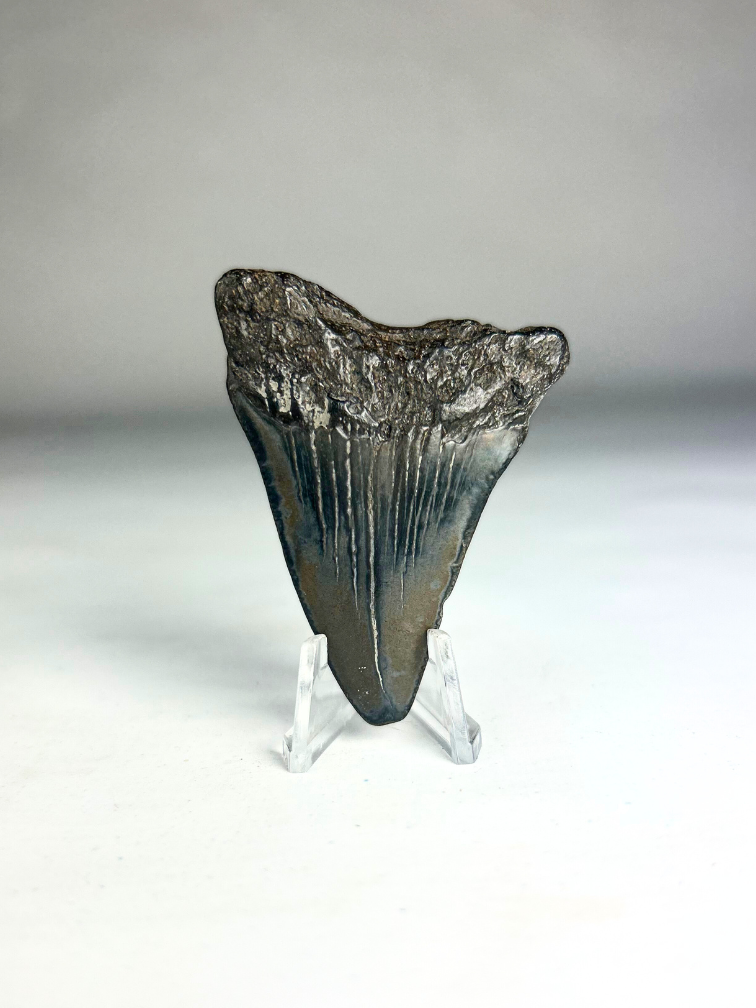 Megalodon tooth 'The Hippogriff' (USA) - 6.1 cm (2.40 in)