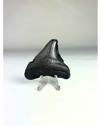 Megalodon-Zahn " Phoenix Beak" (USA) - 5,5 cm (2,17 Zoll)