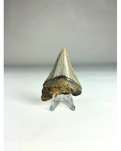 Dente di Megalodonte "Battle Prowess" (USA) - 6 cm