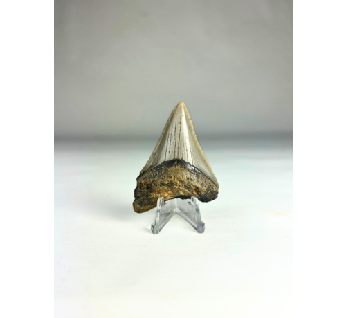 Dent de mégalodon "Battle Prowess" (US) - 6 cm