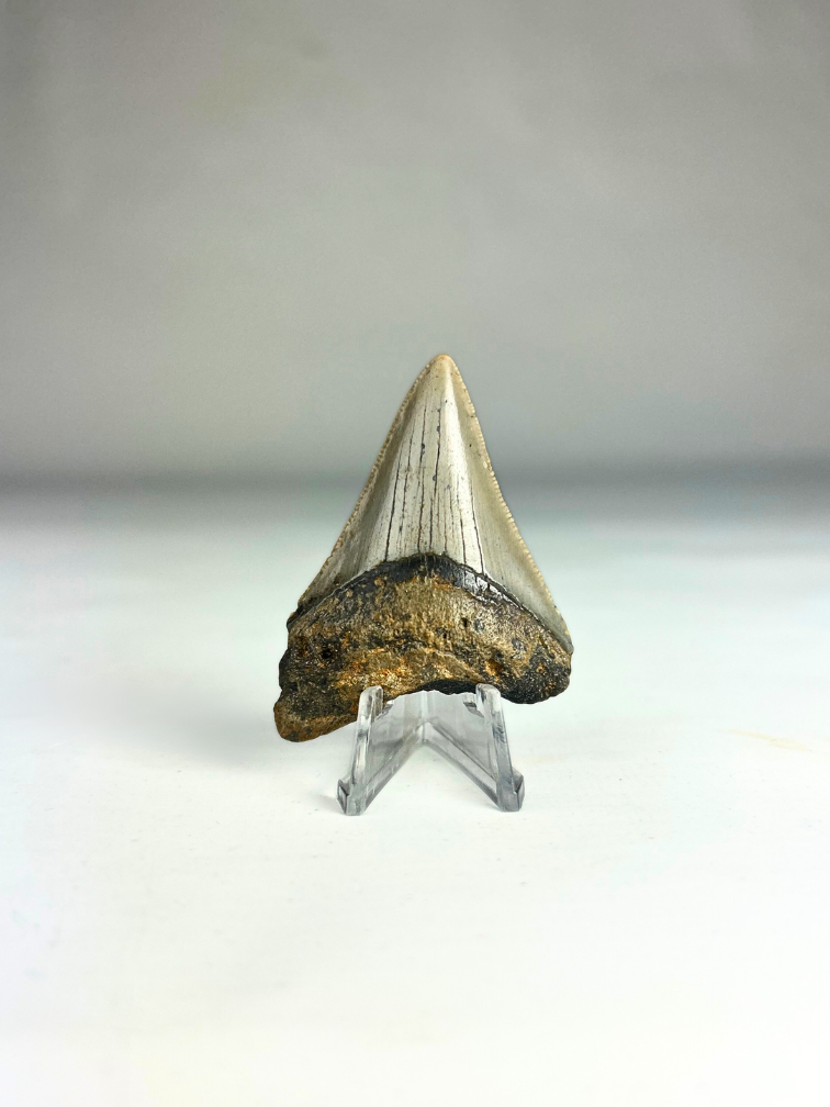 Megalodon-Zahn " Battle Prowess" (US) - 6 cm