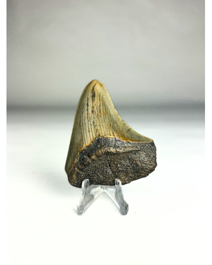 Megalodon-Zahn "Titano Serpent" (US) - 5,8 cm