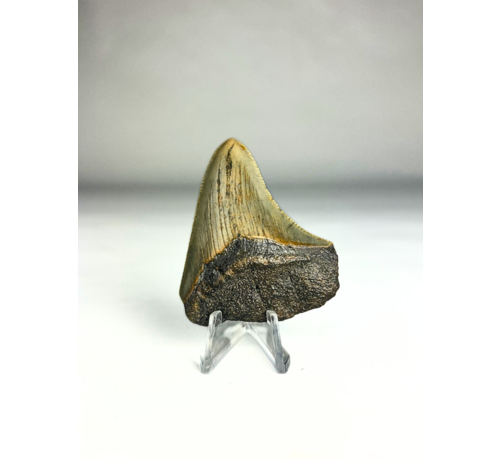 Megalodon-Zahn "Titano Serpent" (US) - 5,8 cm