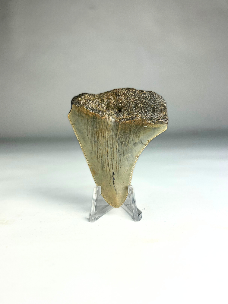 Megalodon-Zahn "Titano Serpent" (US) - 5,8 cm