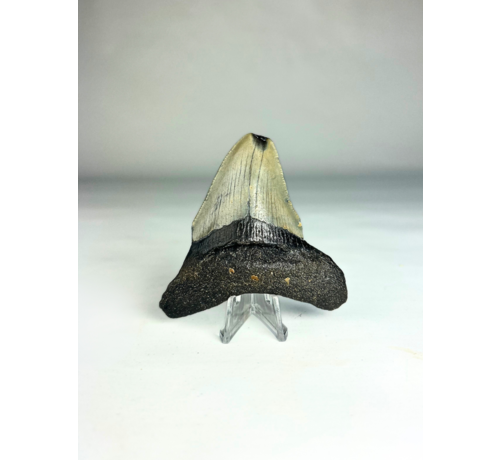 Megalodon tooth "The Reliable" (US) - 8,2 cm