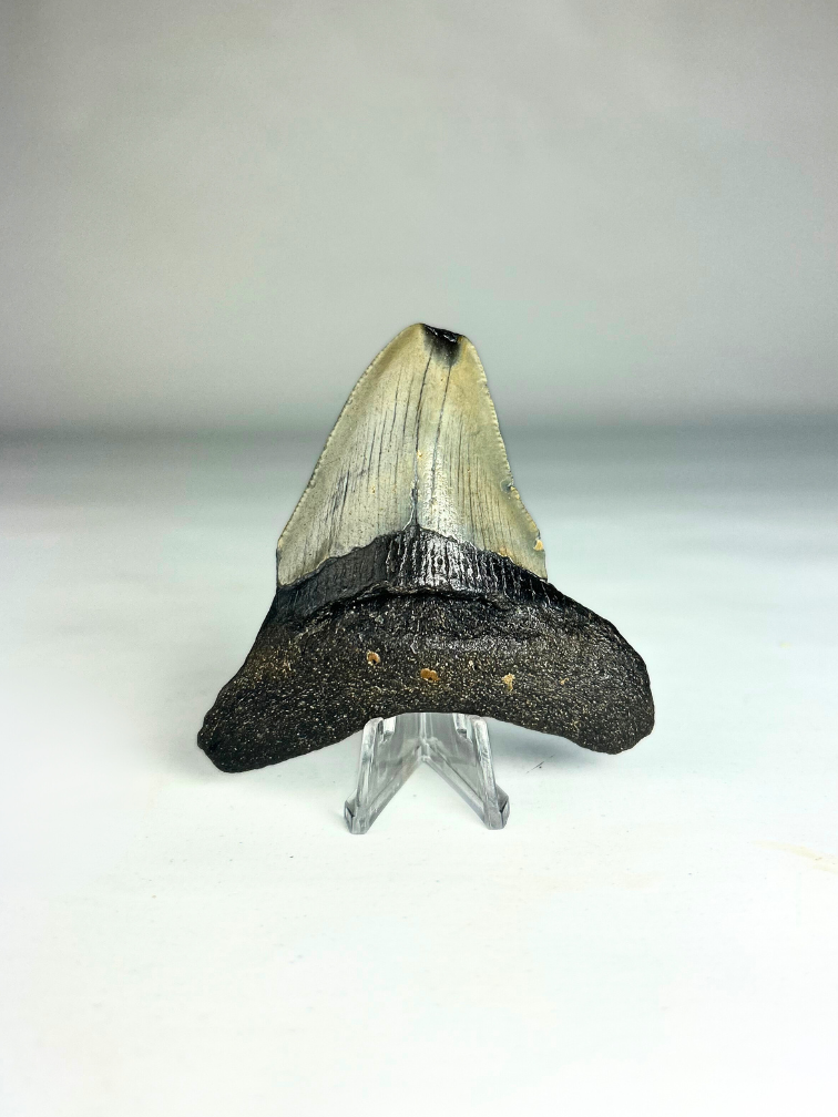 Dente di megalodonte "The Reliable" (USA) - 8,2 cm