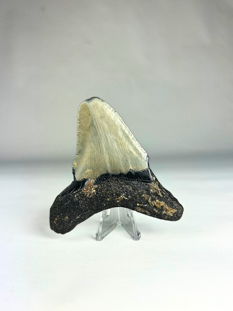 Megalodon-Zahn "The Reliable" (US) - 8,2 cm