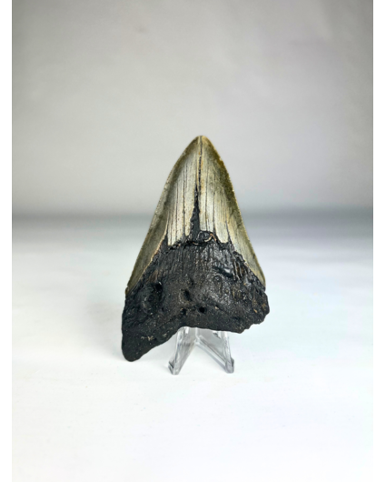 Megalodon Tooth "Crest of Royalty" (US) - 9.6 cm