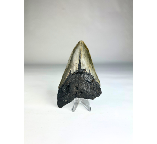 Dent de mégalodon "Crest of Royalty" (US) - 9,6 cm