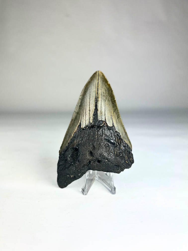 Megalodon Tand "Crest of Royalty" (VS) - 9,6 cm