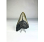 Dent de mégalodon "Crest of Royalty" (US) - 9,6 cm