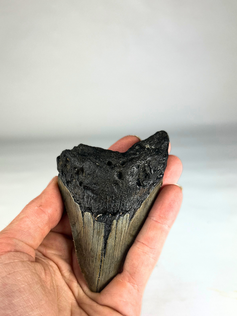 Diente de Megalodon "Crest of Royalty" (US) - 9,6 cm