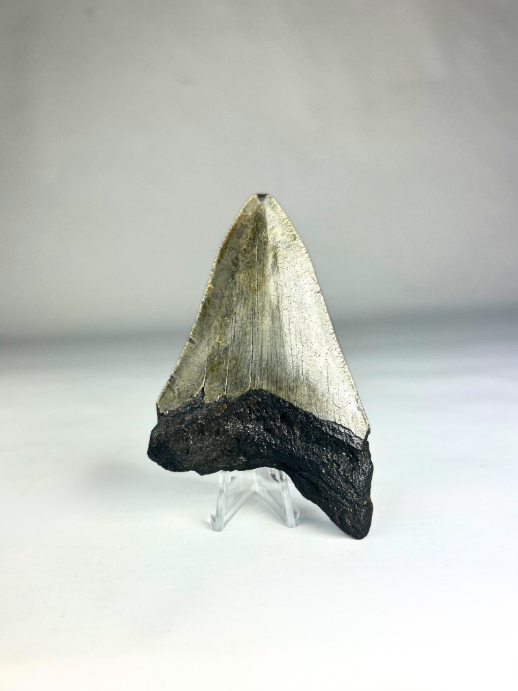 Dente di Megalodon "Crest of Royalty" (USA) - 9,6 cm