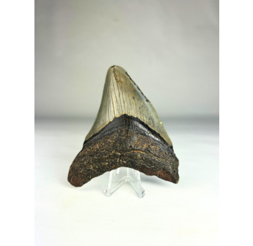 Megalodon Tand "Deep Sea Mystery" (VS) - 9,7 cm