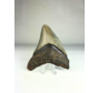 Dente di Megalodon "Deep Sea Mystery" (USA) - 9,7 cm