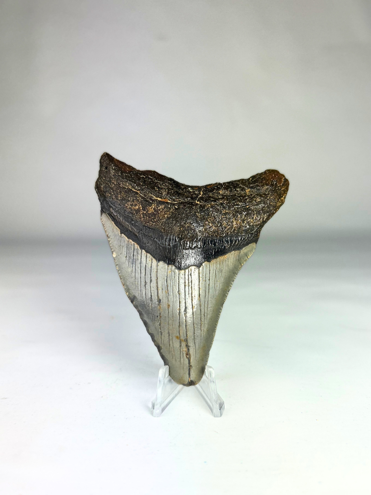 Dente di Megalodon "Deep Sea Mystery" (USA) - 9,7 cm