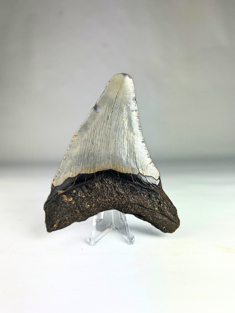 Megalodon-Zahn "Deep Sea Mystery" (US) - 9,7 cm