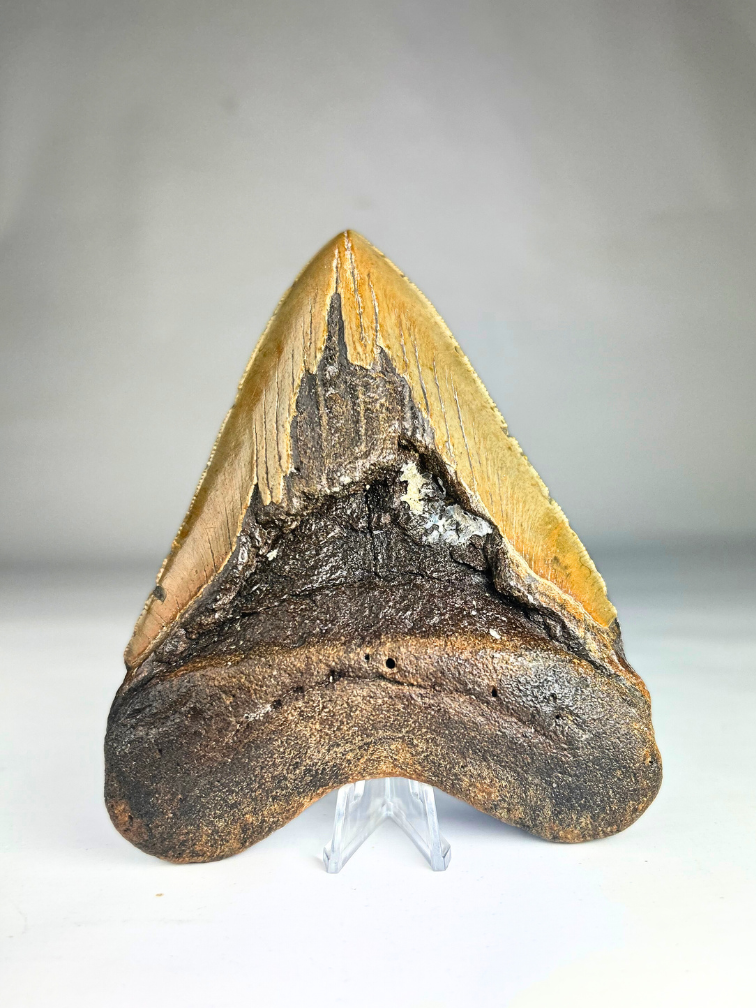 Megalodon tand 'Fang's Lair' (US) - 14,2 cm (5,59 inch)