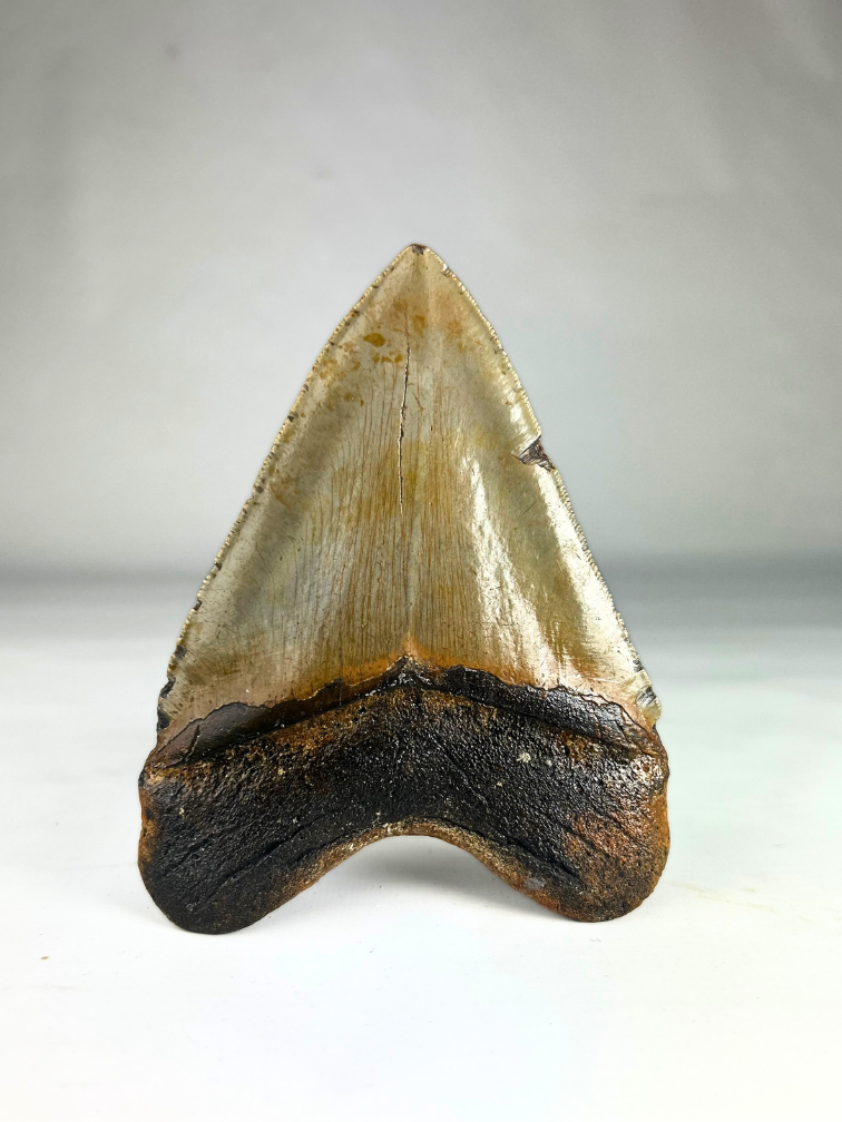 Megalodon tand 'Fang's Lair' (US) - 14,2 cm (5,59 inch)