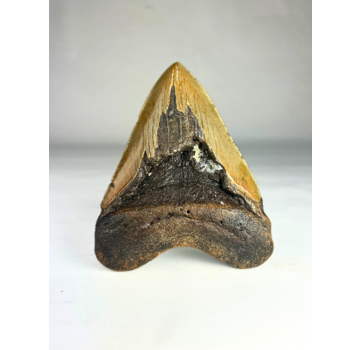 Dente di Megalodon 'Fang's Lair' (USA) - 14,2 cm (5,59 pollici)