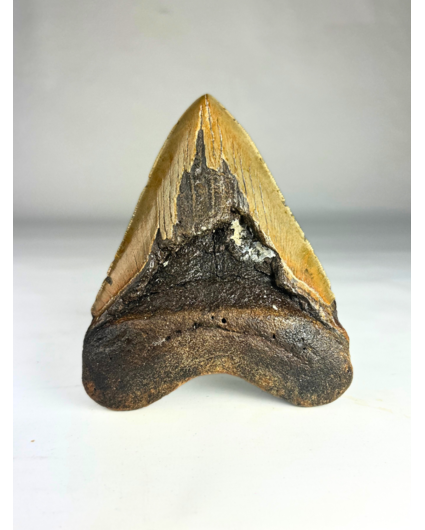 Megalodon-Zahn 'Fang's Lair' (US) - 14,2 cm (5,59 Zoll)