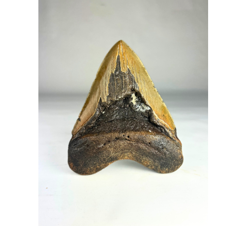 Megalodon tand 'Fang's Lair' (US) - 14,2 cm (5,59 inch)